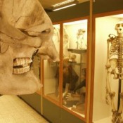 Anatomie comparée du squelette de vertébrés